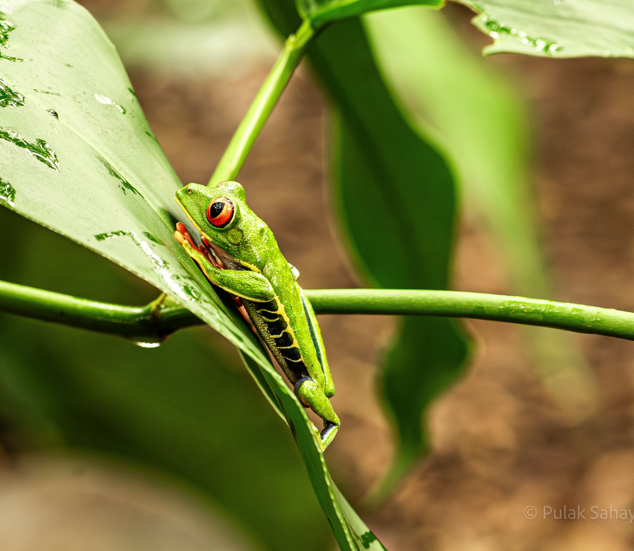 Frog on leaf